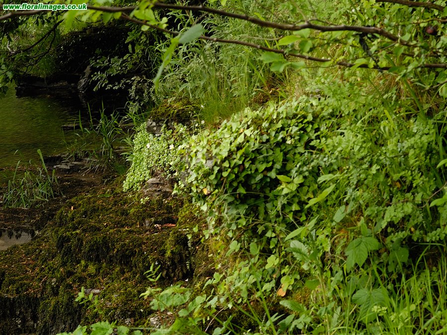 Potentilla rupestris