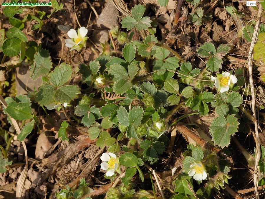 Potentilla sterilis