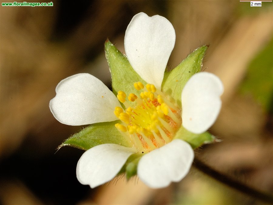 Potentilla sterilis