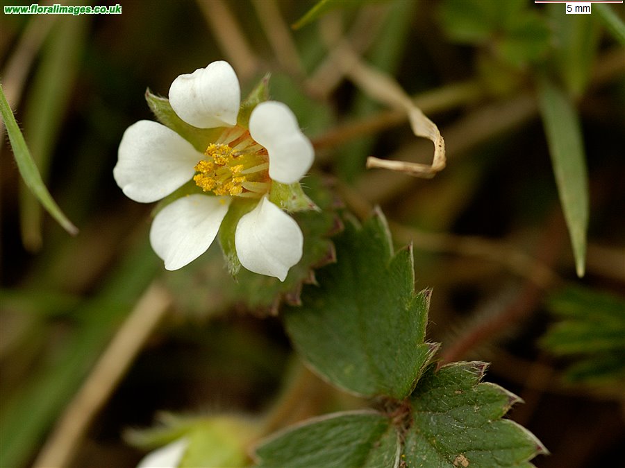 Potentilla sterilis