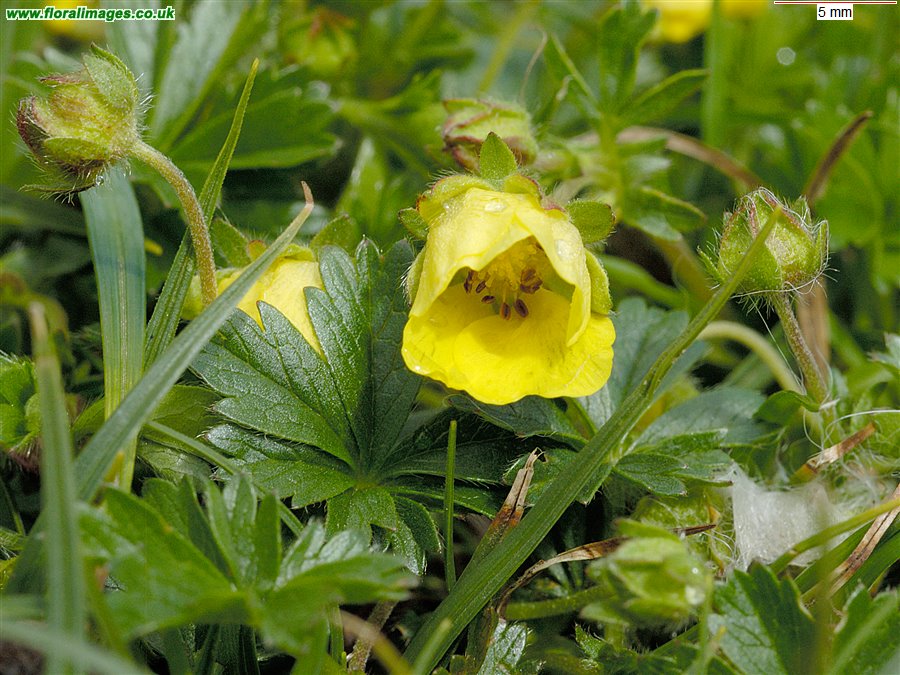 Potentilla verna