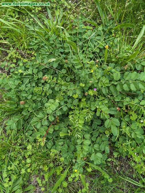 Poterium sanguisorba