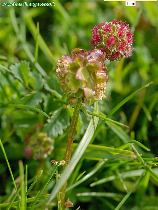 Poterium sanguisorba