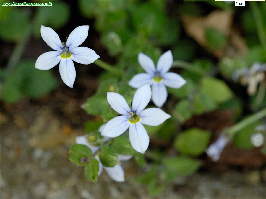 Pratia pedunculata
