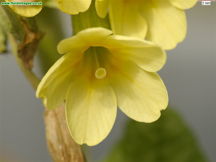 Primula elatior