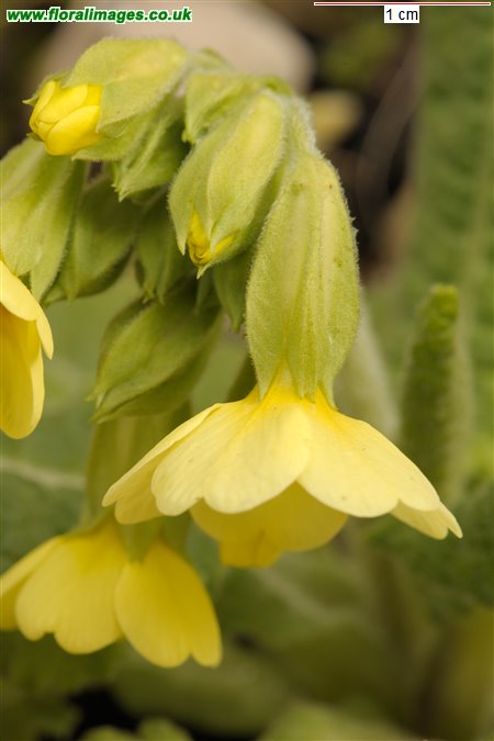Primula elatior
