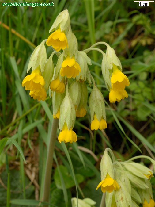 Primula veris