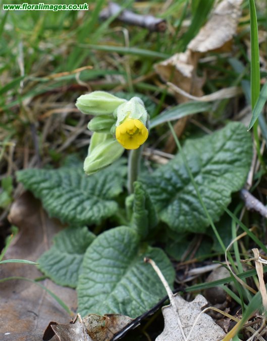 Primula veris