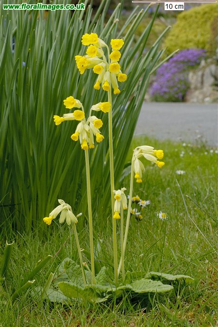 Primula veris