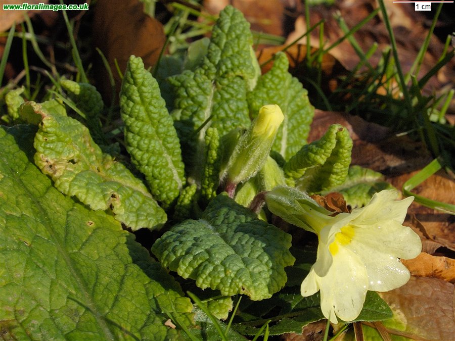Primula vulgaris