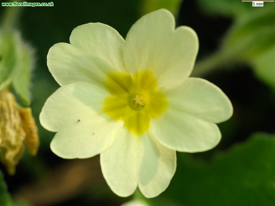 Primula vulgaris