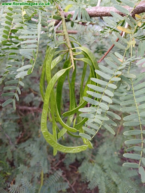 Prosopis juliflora