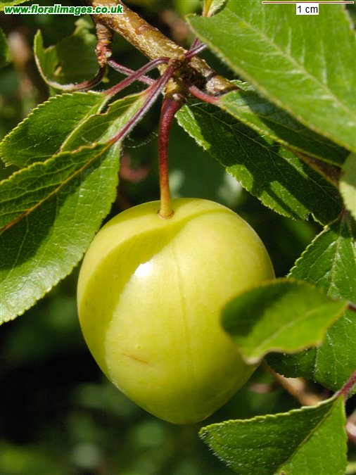 Prunus cerasifera