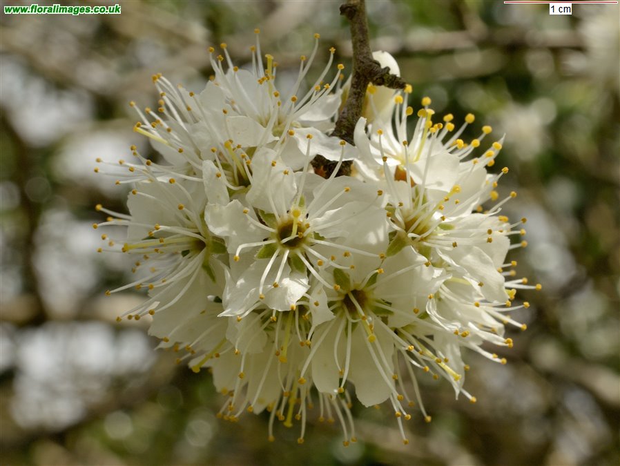 Prunus domestica