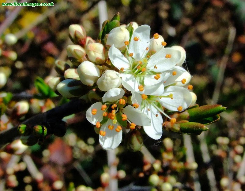 Prunus spinosa