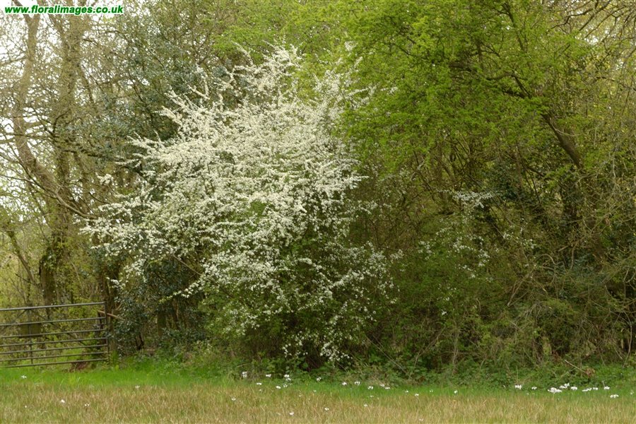 Prunus spinosa