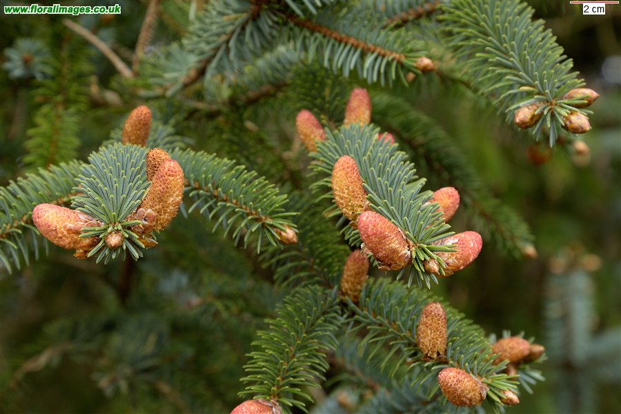 Pseudotsuga menziesii