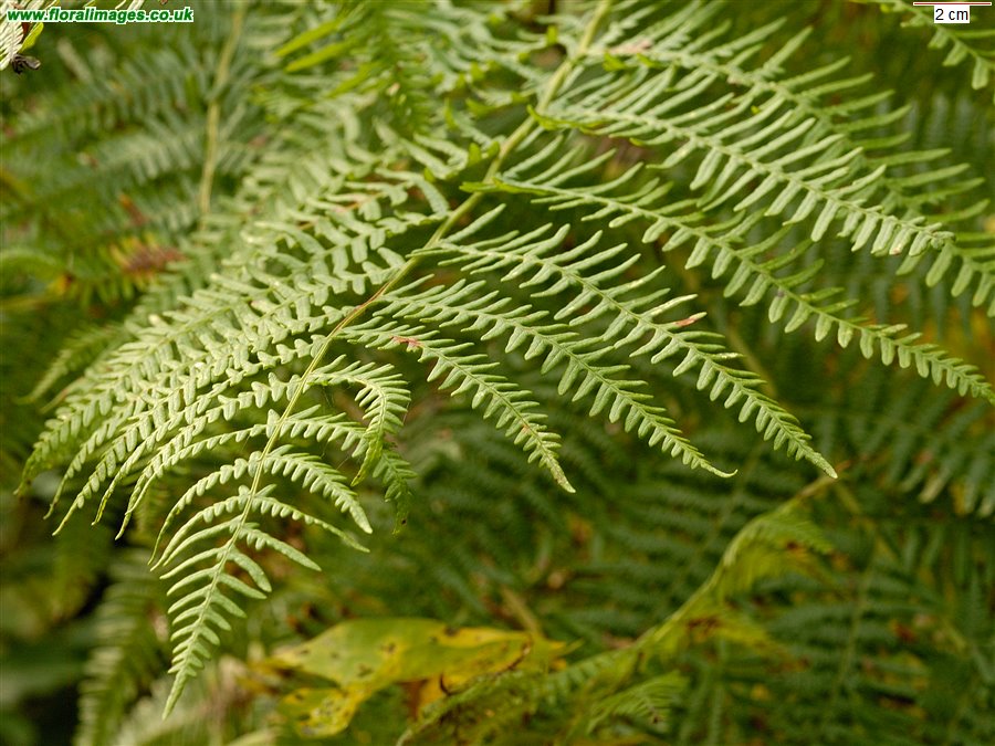 Pteridium aquilinum