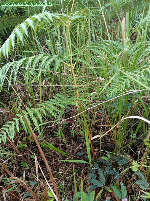 Pteridium esculentum