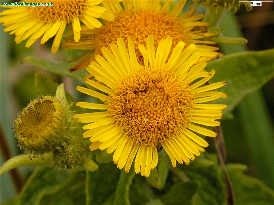 Pulicaria dysenterica