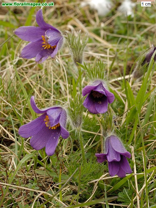 Pulsatilla vulgaris