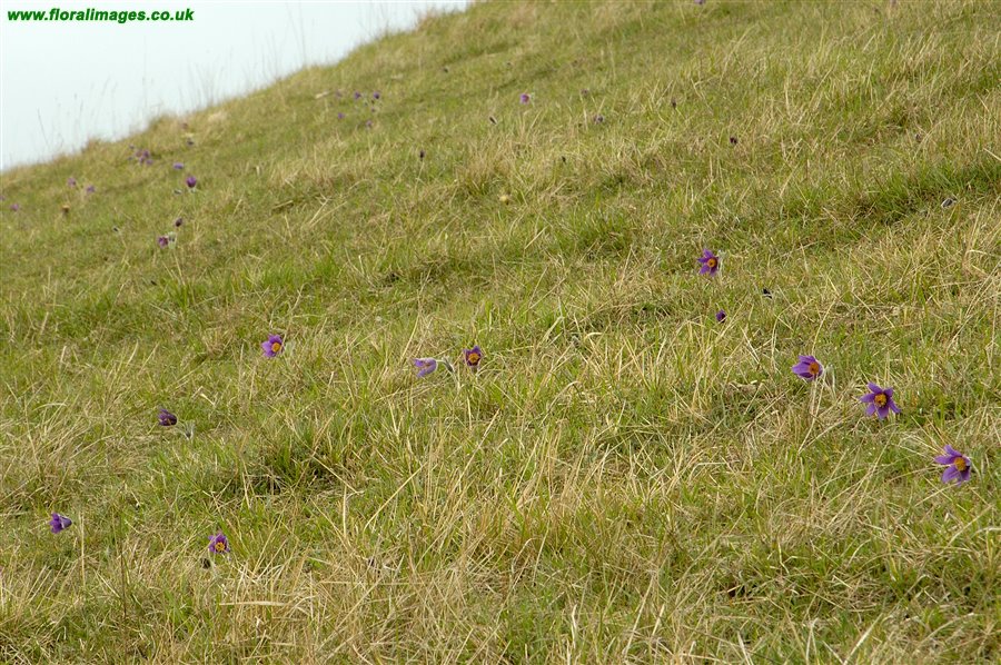Pulsatilla vulgaris