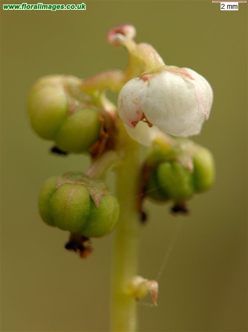Pyrola minor