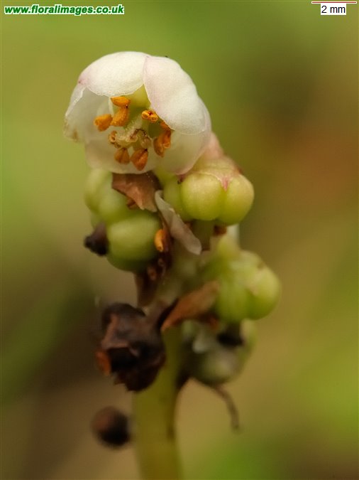 Pyrola minor