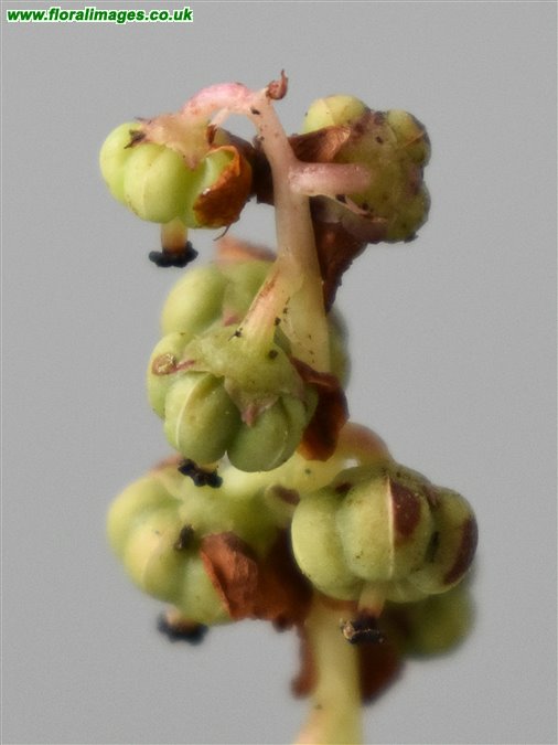 Pyrola minor