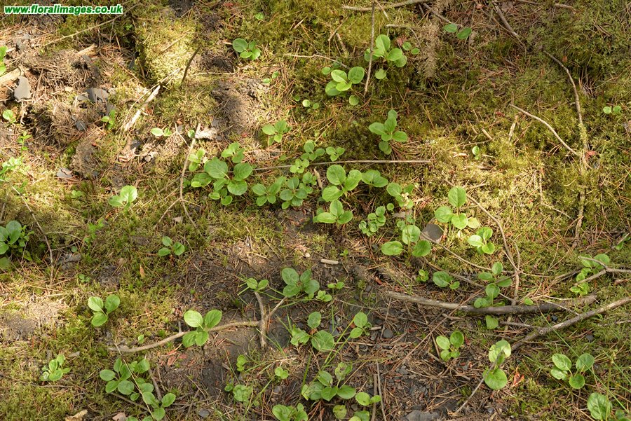 Pyrola minor, picture 17 of 26