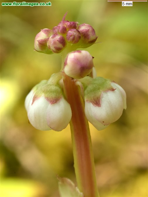 Pyrola minor