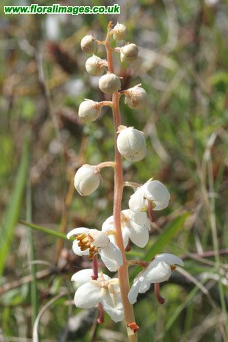 Pyrola rotundifolia