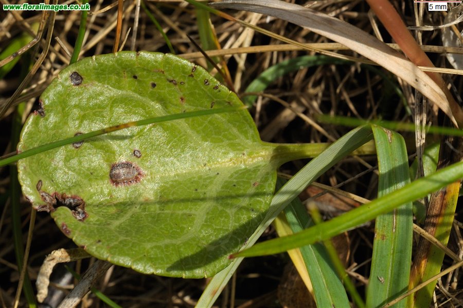 Pyrola rotundifolia