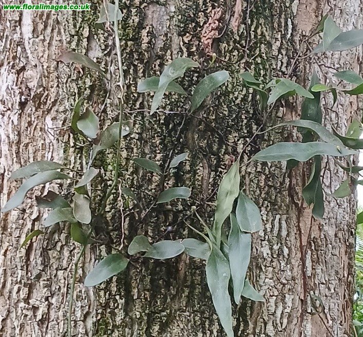 Pyrossia lingua