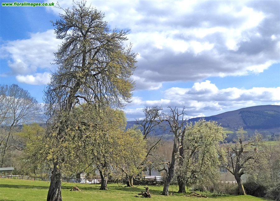 Pyrus communis