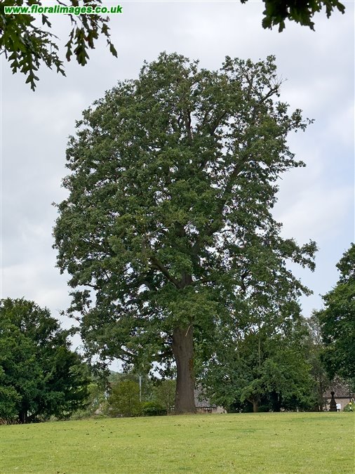 Quercus cerris