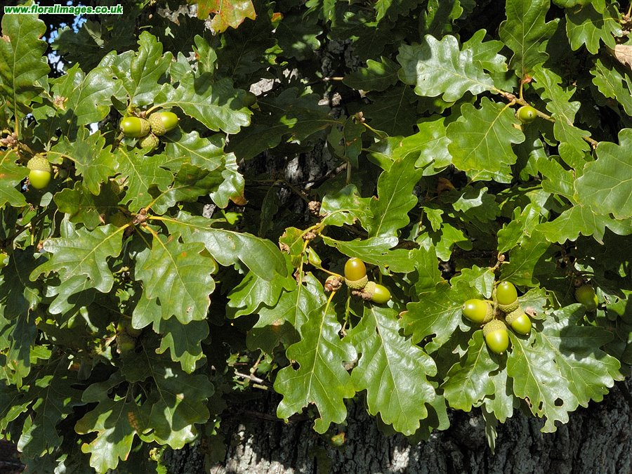 Quercus petraea