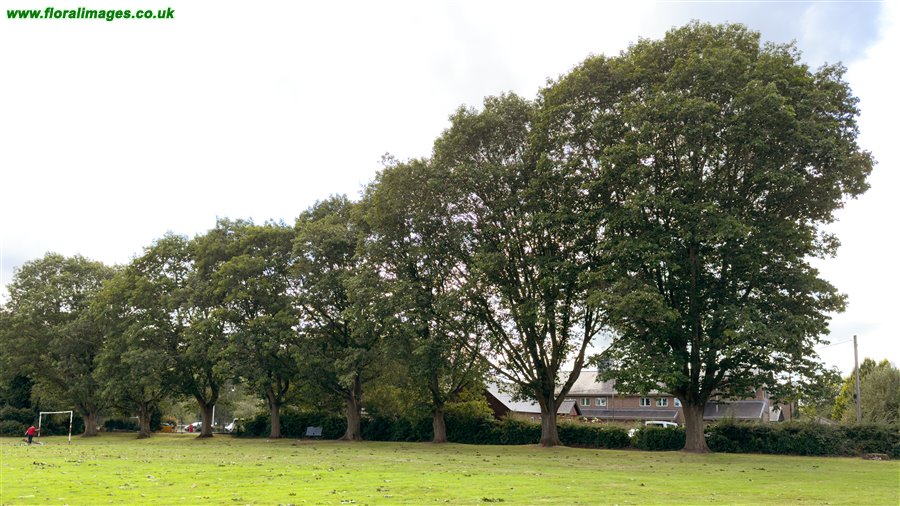 Quercus rubra