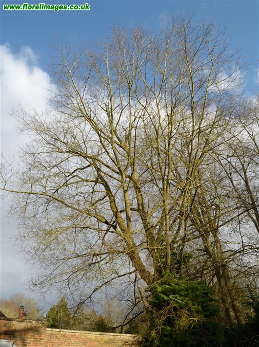 Quercus rubra