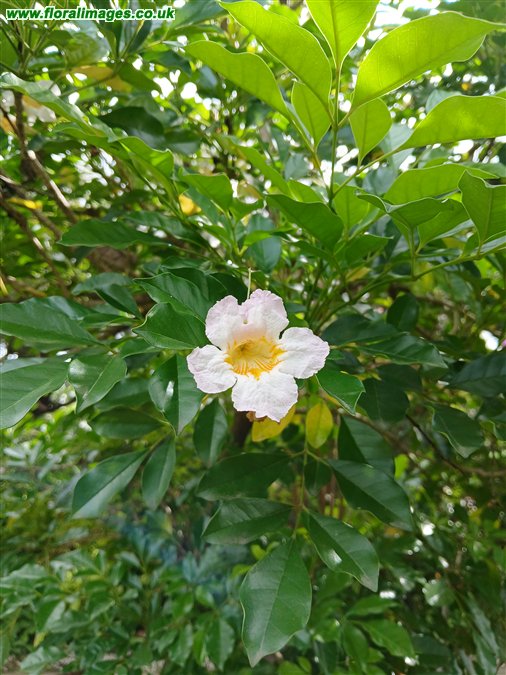 Radermachera yunnanensis