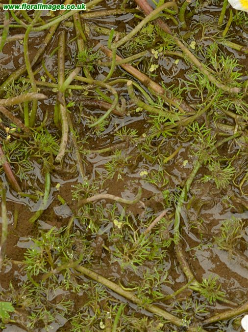Ranunculus aquatilis, picture 8 of 8