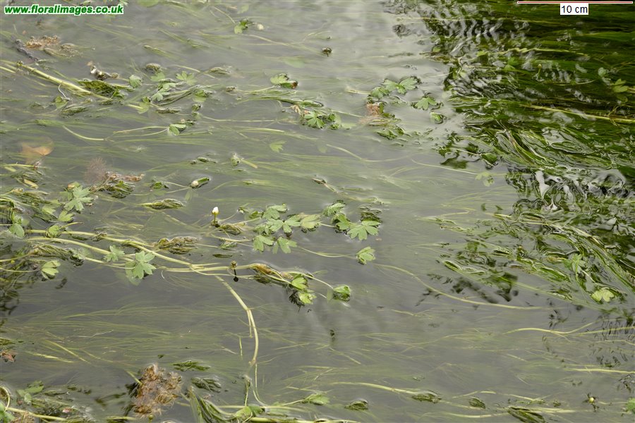 Ranunculus aquatilis, picture 6 of 8