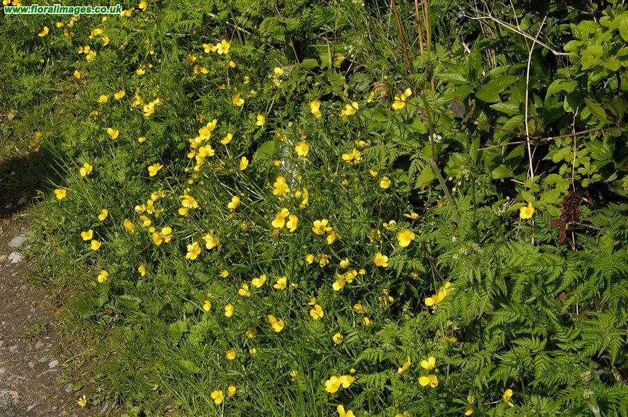 Ranunculus auricomus