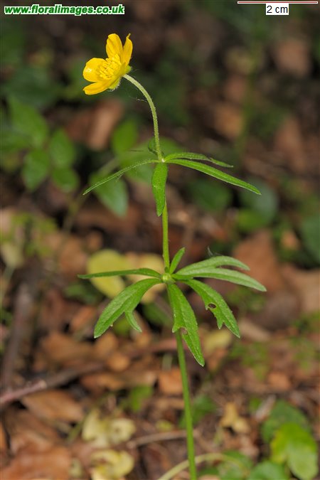 Ranunculus auricomus