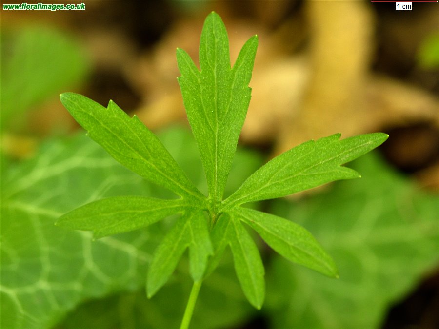 Ranunculus auricomus