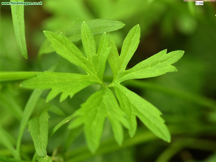 Ranunculus auricomus