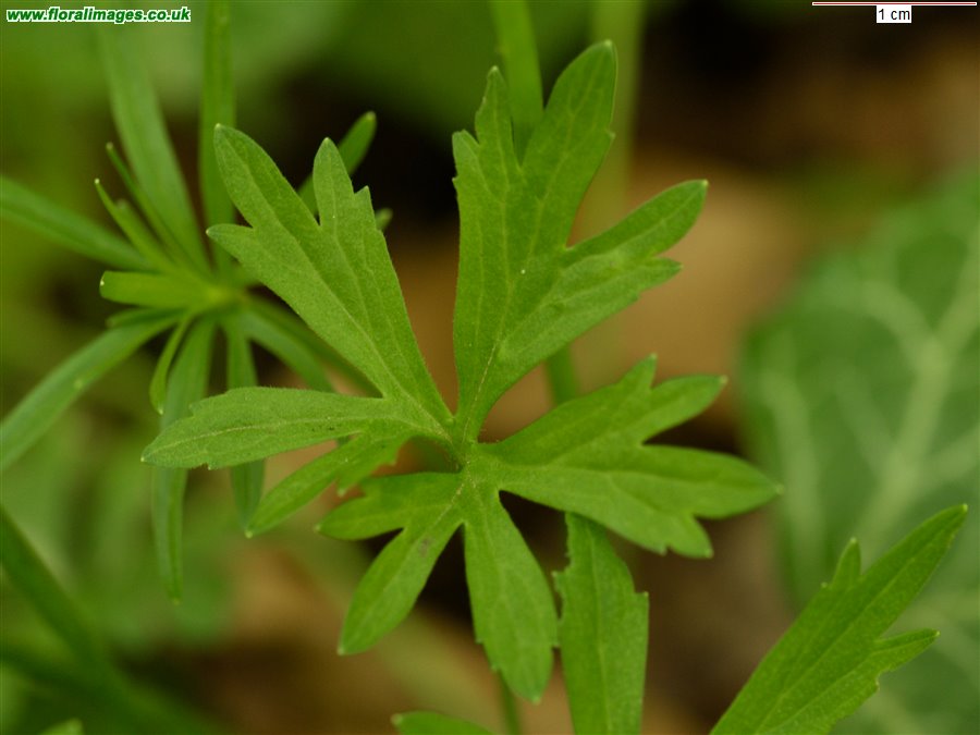 Ranunculus auricomus