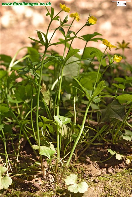 Ranunculus auricomus
