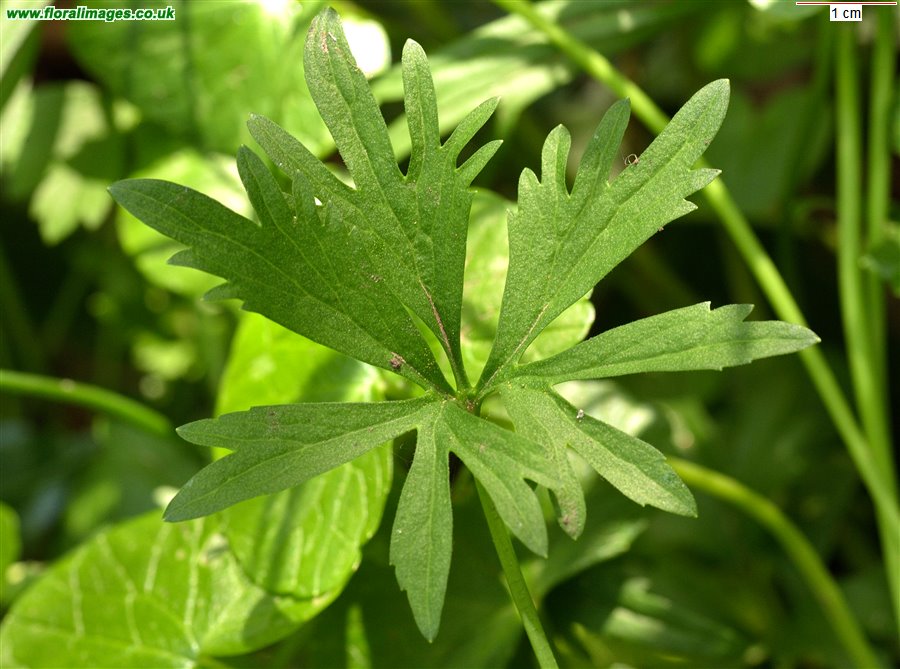 Ranunculus auricomus