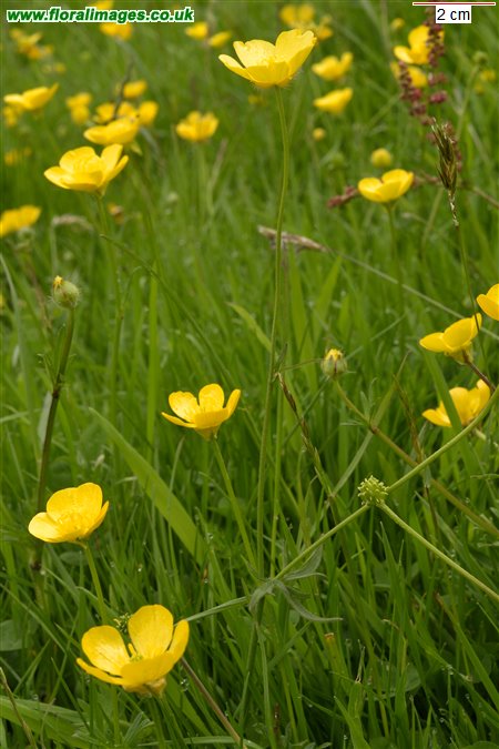 Ranunculus bulbosus